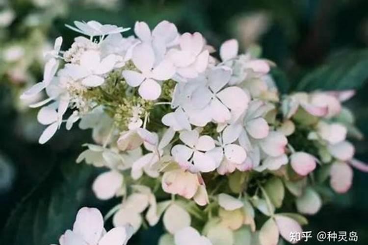 3种肥料养100种花？别再乱花钱了!