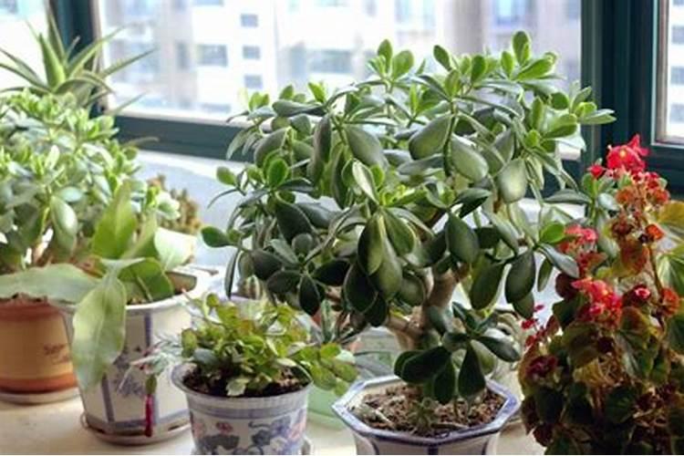 化肥水可以浇花吗