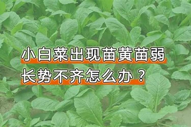 白菜苗老化苗怎么办？