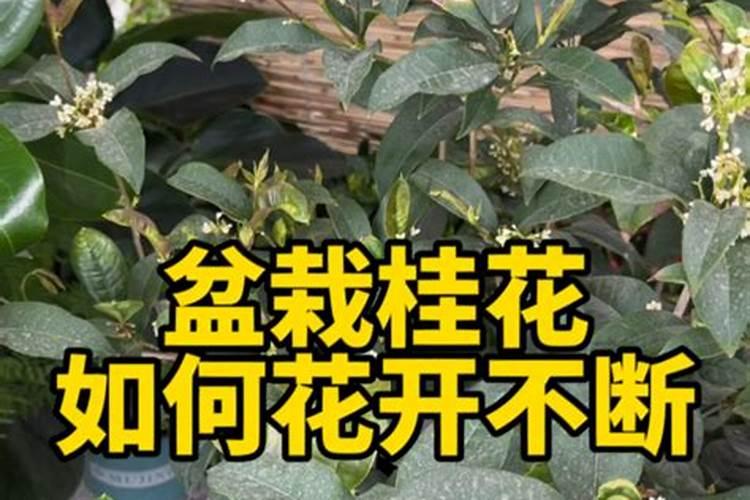 桂花怎么施肥
