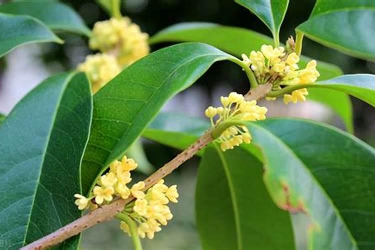 桂花树早春施肥方法