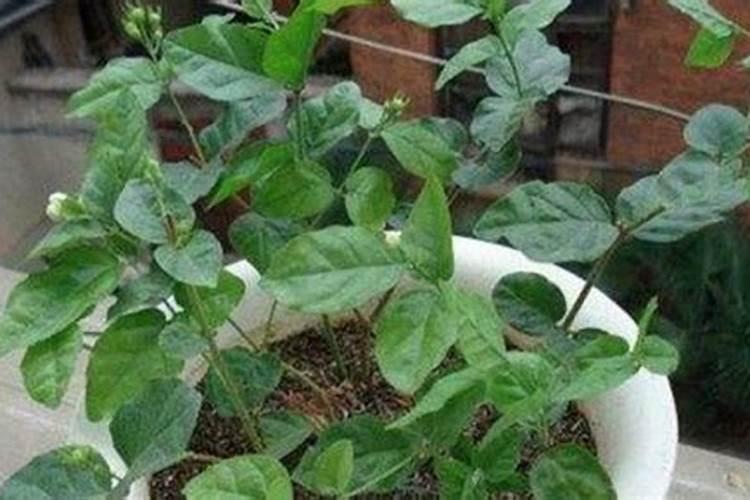 如何让三角梅快速生根