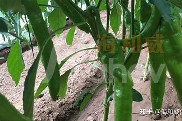 水溶肥厂家哪个好？赵老板看好它