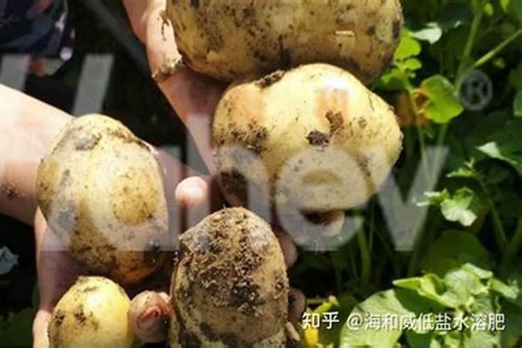 水溶肥市场太混乱,教你如何认准品牌!