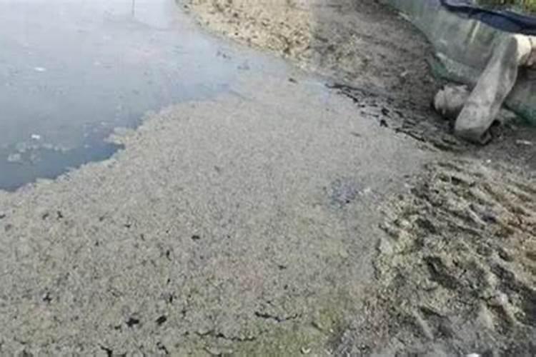 水产养殖中出现混浊水怎么处理