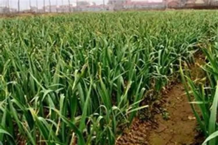 大蒜一亩地尿素当叶面肥用多少