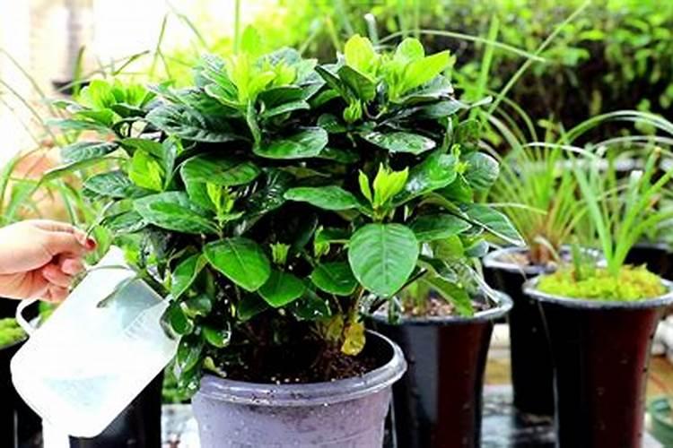 桅子花怎么浇水施肥