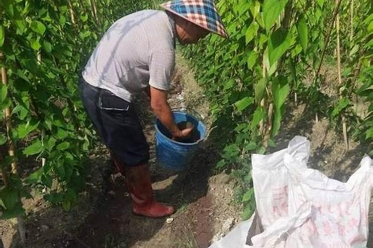 山药上要施磷肥吗怎么施肥？