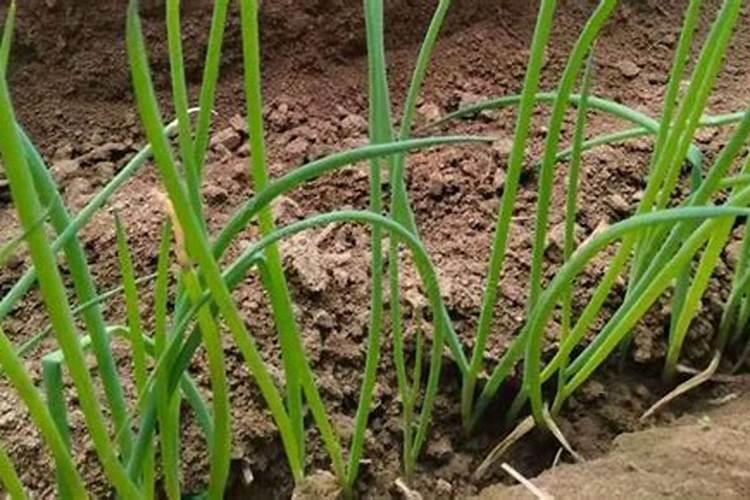 种葱能放磷肥吗为什么不能种？