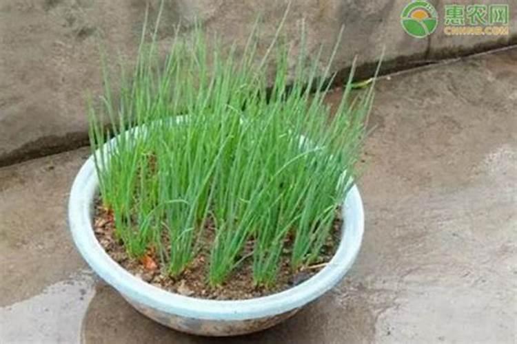 阳台种植小葱容易倒施什么肥