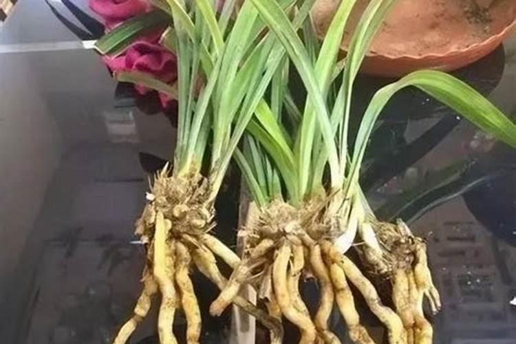 刚买来的兰花必须要马上换土吗？