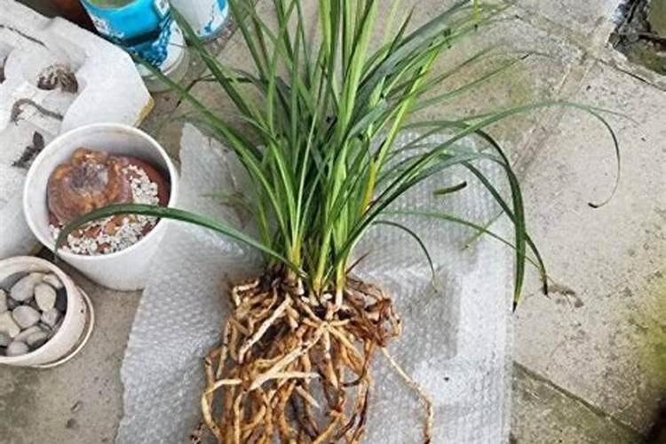 兰花为什么要每年换土