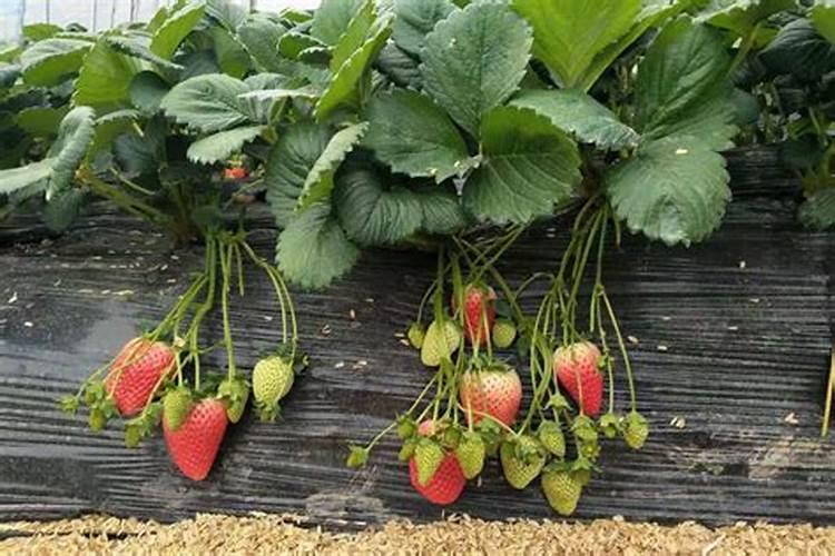 种草莓什么阶段用钾肥最好呢？