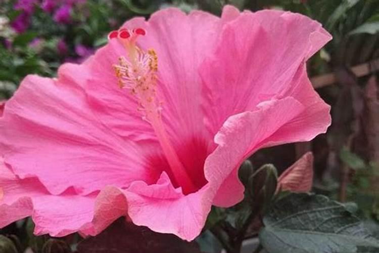 扶桑花怎么过冬