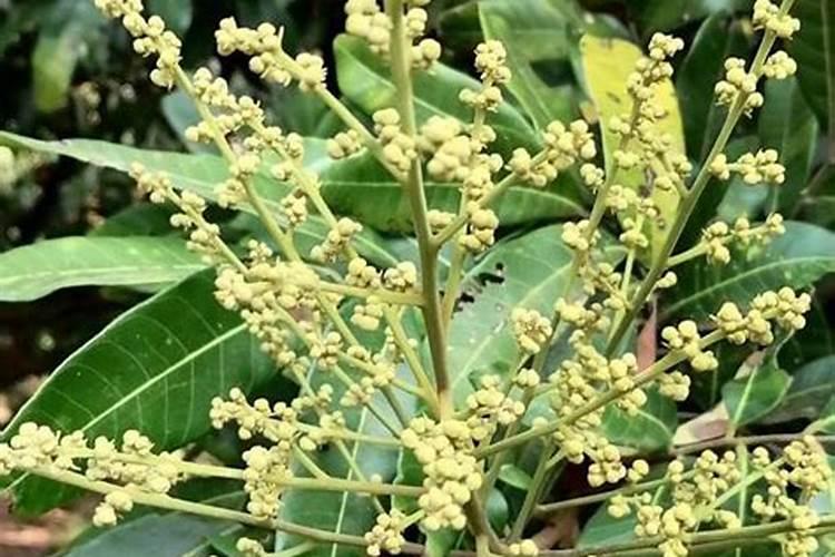 龙眼开花怎样管理？