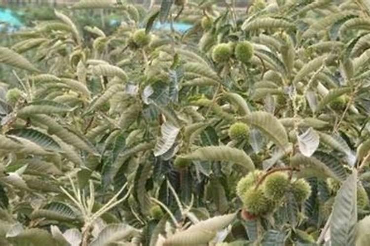 板栗树的氮素有哪些作用？