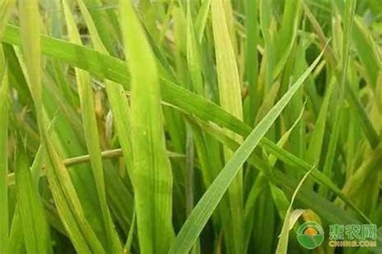 水稻苗期叶尖枯黄怎么回事？水稻秧苗发黄怎么回事,怎样救治