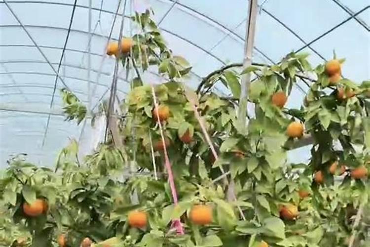 柑橘生根发芽用什么肥料