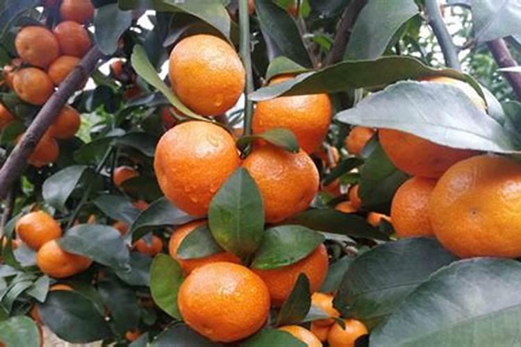 柑橘使用水溶肥注意事项,一定要清楚