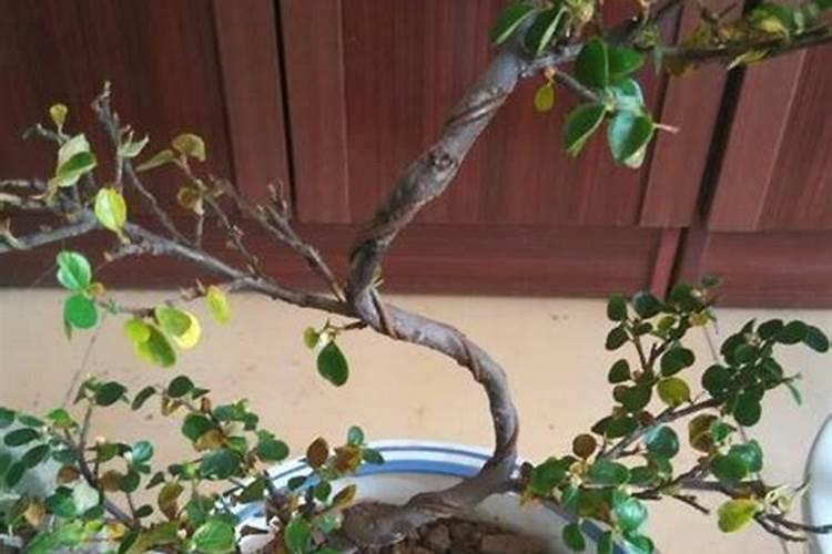 珍珠梅盆景的养殖方法