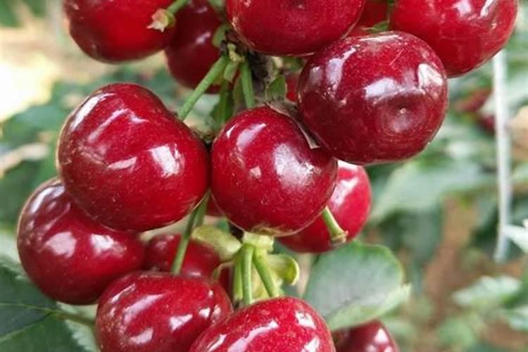 车厘子苗施用钾肥的重要性!!