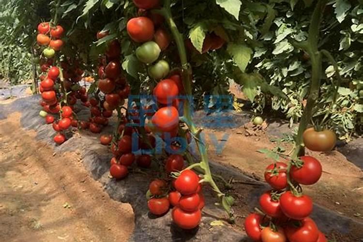 番茄上面主要哪种水溶肥最好？