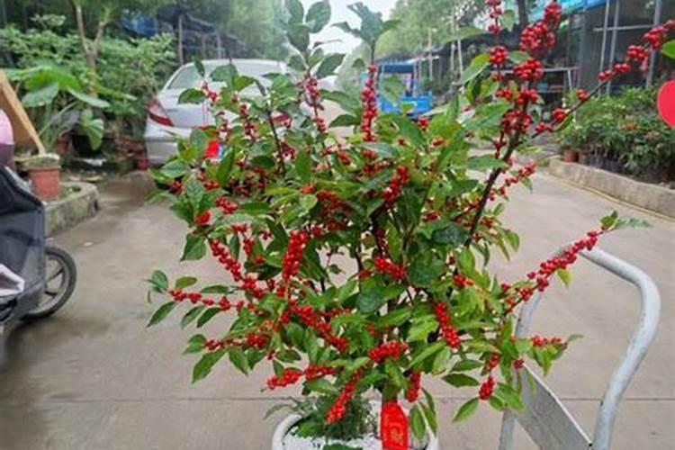 冬青树什么时候施肥好？