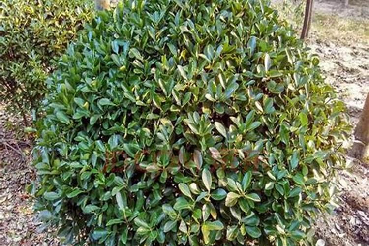 冬青树冬天可以施肥吗？