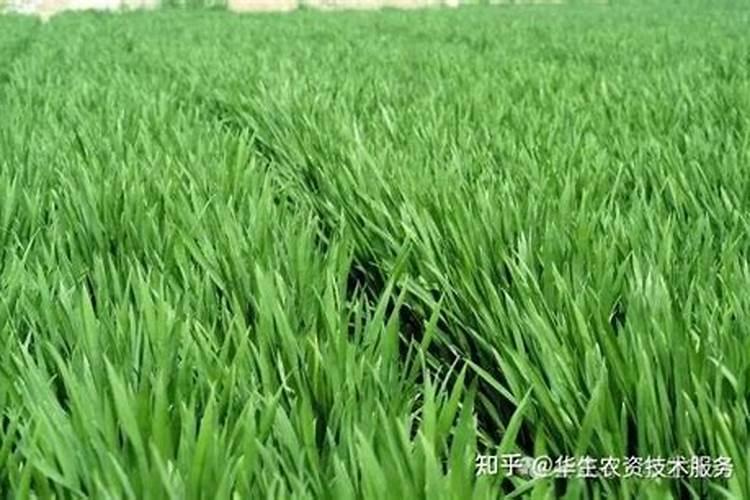 冬季小麦控旺时加叶面肥吗好吗？