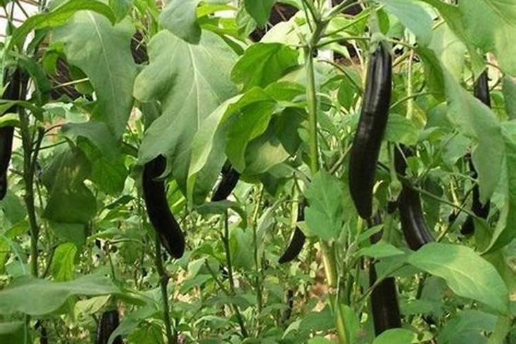 茄子增产管理如何做？茄子膨大增产使用叶面肥哪种好