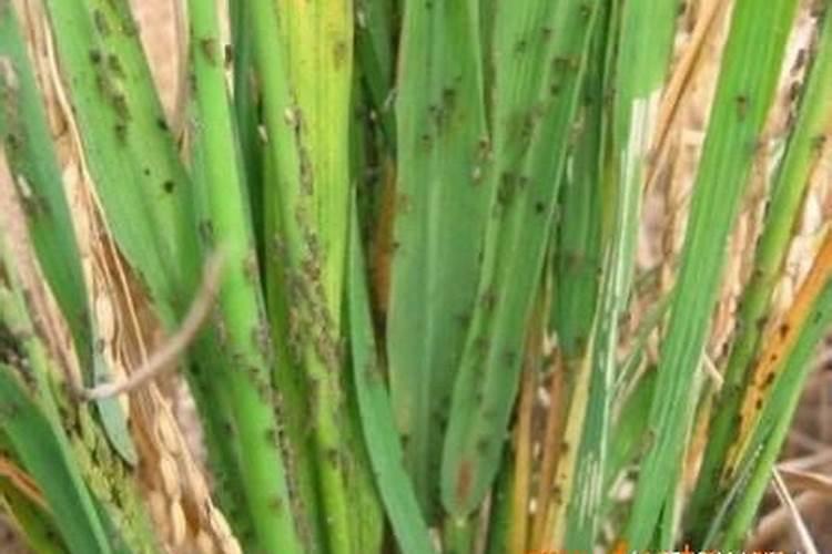 常见的水稻病虫害及其防治措施有哪些？