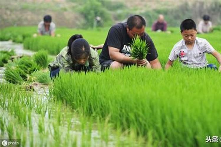 5月份水稻苗期管理方法要点