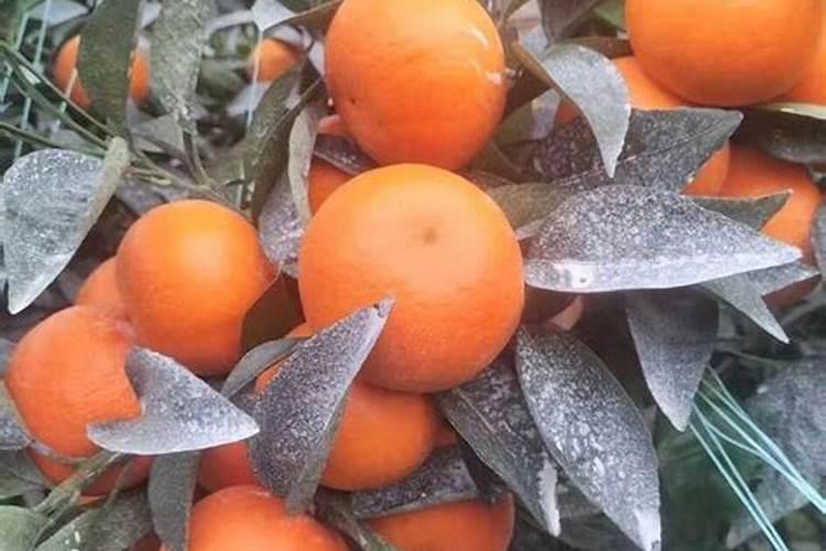 9月下旬挂果量大的长势好老树沙糖桔需什么肥好