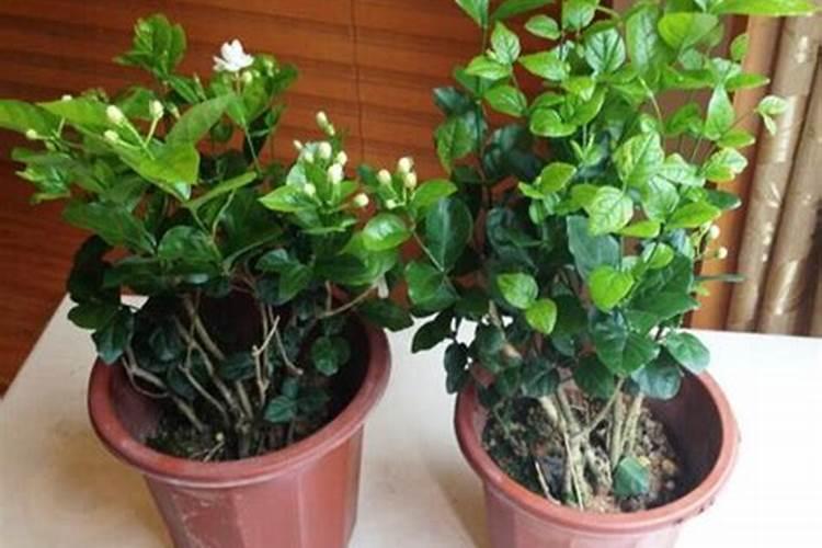 茉莉花氮肥多徒长不开花怎么回事？