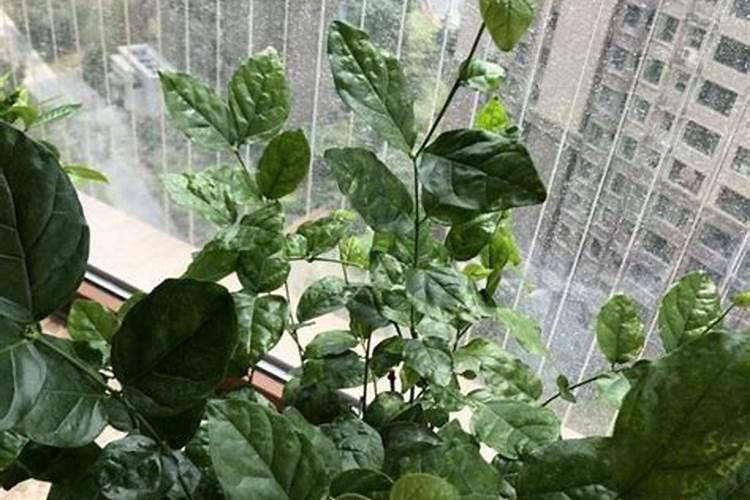 为什么我种的茉莉花光长叶子不开花？
