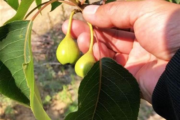 百泰在果树幼果阶段能用吗