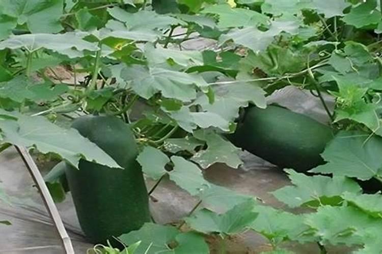 冬瓜高产要掌握施肥技巧