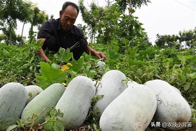 冬瓜长不大？这7个施肥要点要搞懂