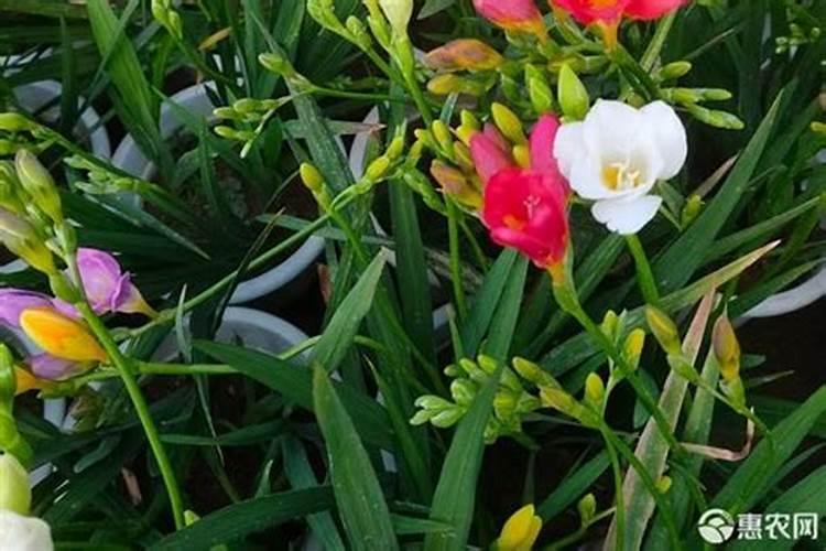 香雪兰一年开几次花