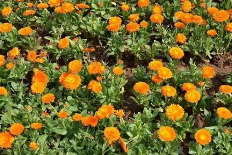 要想金盏菊早点开花喷国光朋可以吗？