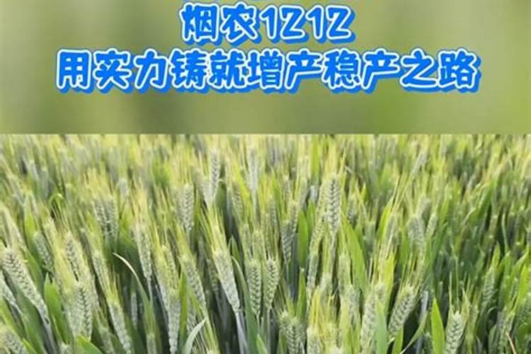 睌播小麦打什么生根促壮肥叶面肥