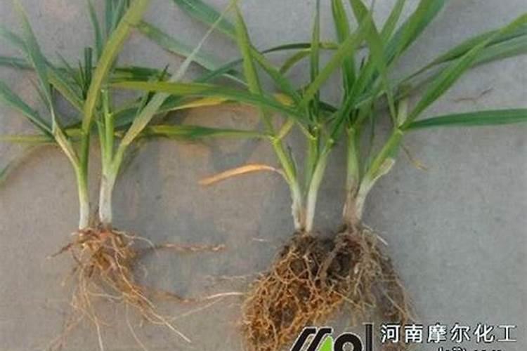 小麦生根分蘖打什么药效果好