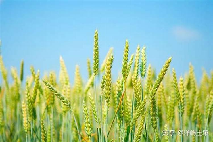 小麦高产种植技术要点有哪些？重点做好这七点