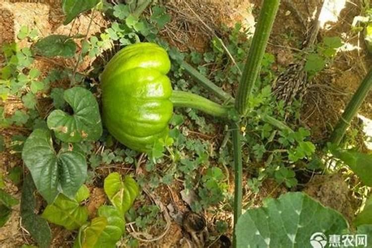 姜柄瓜结果期施肥方法