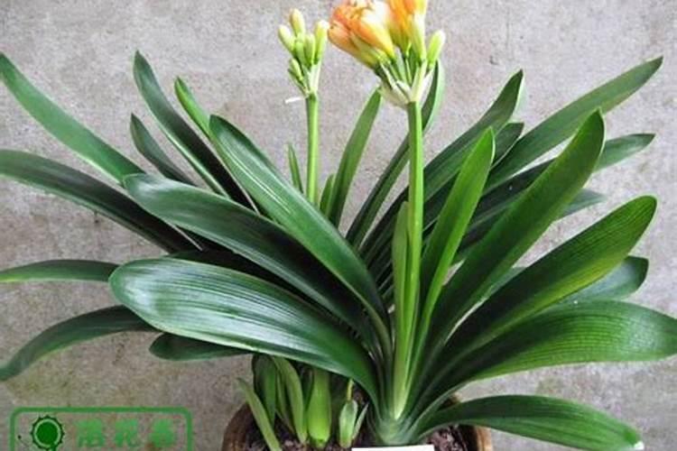 君子兰施什么肥好？肥