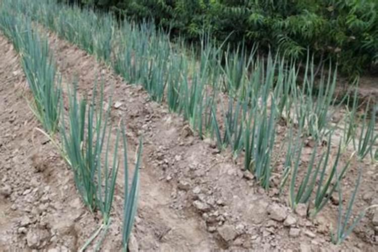 小葱用什么粪肥最好