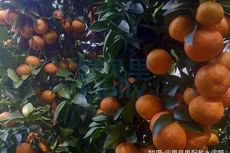 果树专家:柑橘坐果期施什么水溶肥？做好这几点能提质增产
