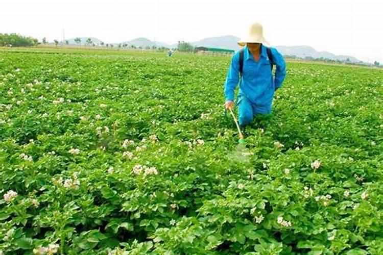 大棚阴天下雨可以打叶面肥吗