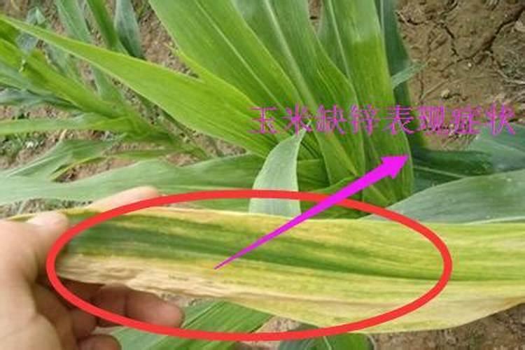 玉米缺磷什么症状,铁钾什么政状,