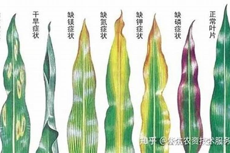 玉米缺肥的症状及原因是啥？